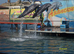 анапский дельфинарий в большом утрише